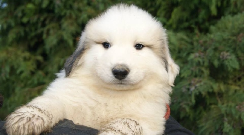 du grand tendre - Chien de Montagne des Pyrenees - Portée née le 20/11/2014