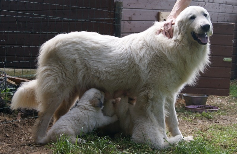 Chiot Chien de Montagne des Pyrenees du grand tendre